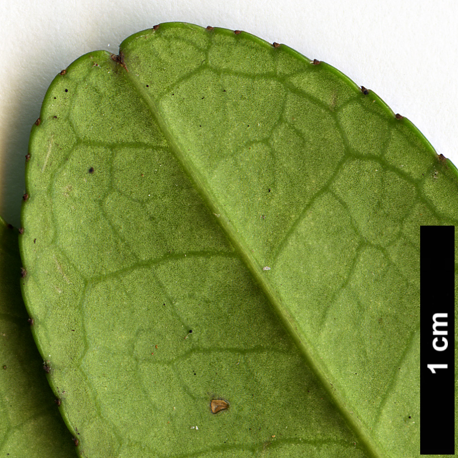 High resolution image: Family: Pentaphylacaceae - Genus: Eurya - Taxon: emarginata